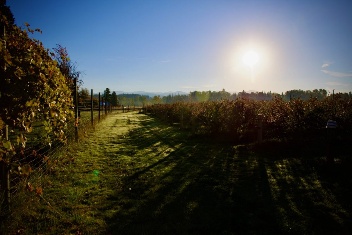 Fall blueberry rows at Shingle Mill Blueberry Farm, North Idaho